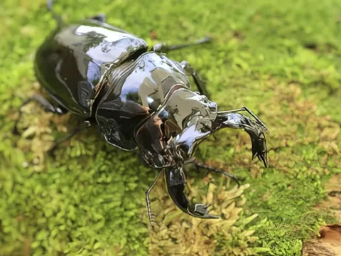 タランドゥスオオツヤクワガタの飼育写真