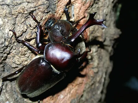 カブトムシの飼育写真