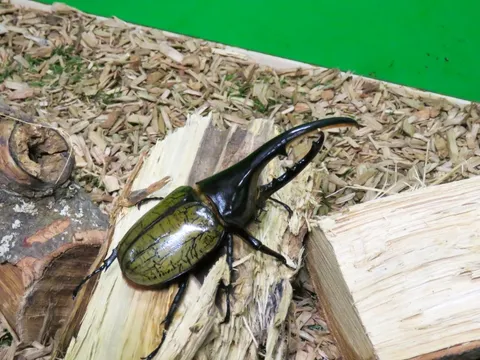 ヘラクレスオオカブトの飼育写真