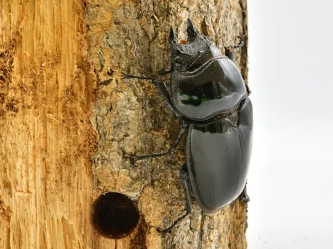 タランドゥスオオツヤクワガタの飼育写真