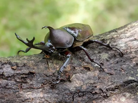 カブトムシの飼育写真
