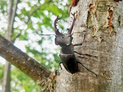 ミヤマクワガタの飼育写真