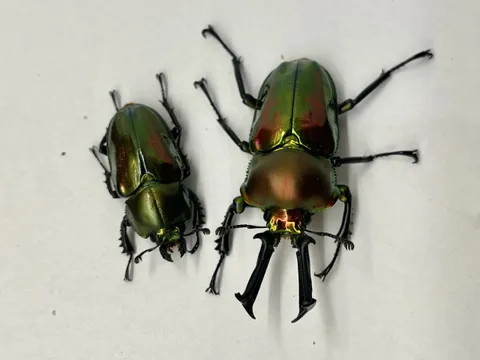 ニジイロクワガタの飼育写真