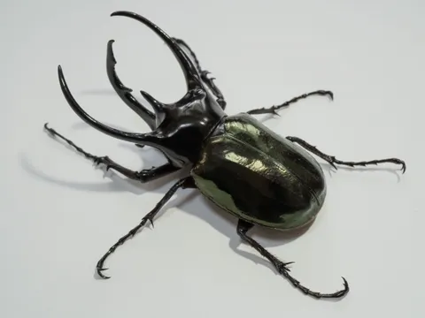 コーカサスオオカブトの飼育写真