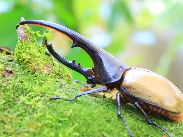 ヘラクレスオオカブト(Dynastes hercules)
