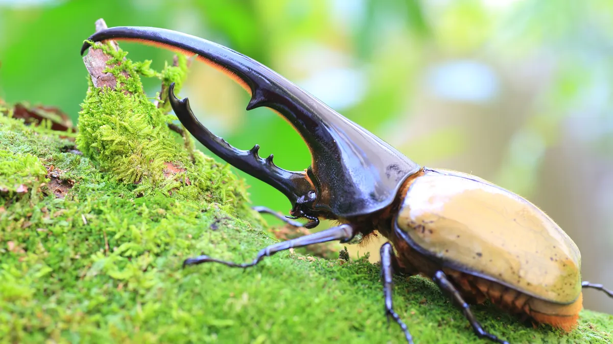 ヘラクレスオオカブト(Dynastes hercules)