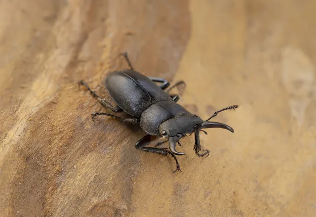 コクワガタ（Dorcus rectus）