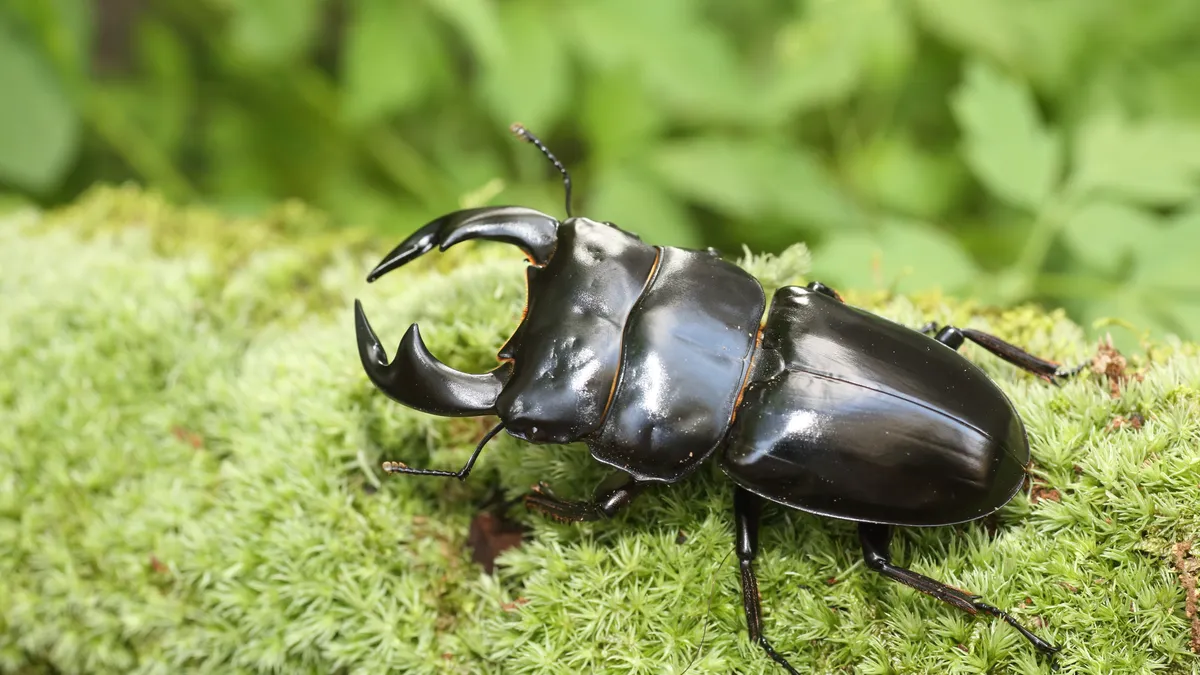 オオクワガタ（Dorcus hopei binodulosus）
