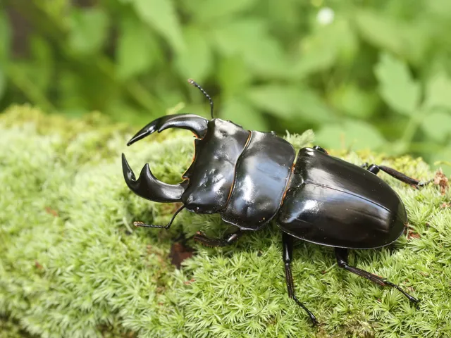オオクワガタ（Dorcus hopei binodulosus）
