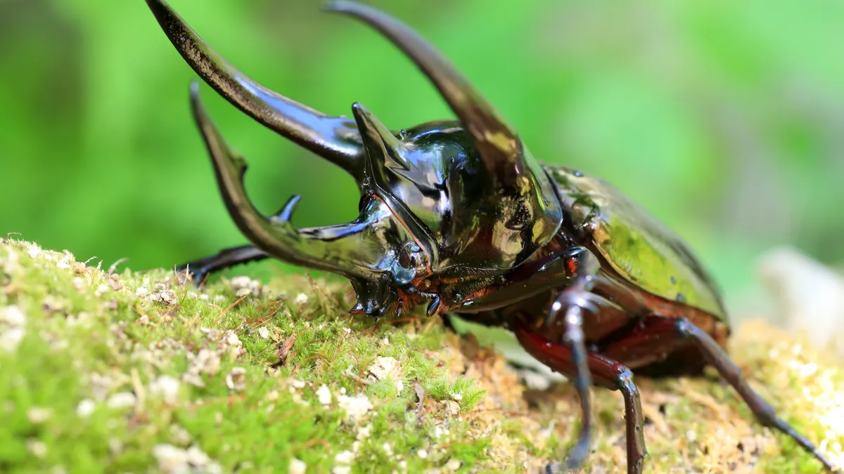コーカサスオオカブト（Chalcosoma caucasus）