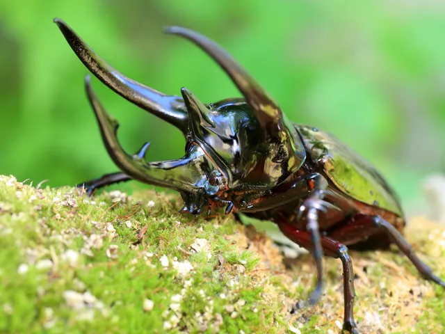 コーカサスオオカブト(Chalcosoma caucasus)