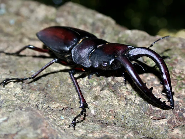 ノコギリクワガタ（Prosopocoilus inclinatus）