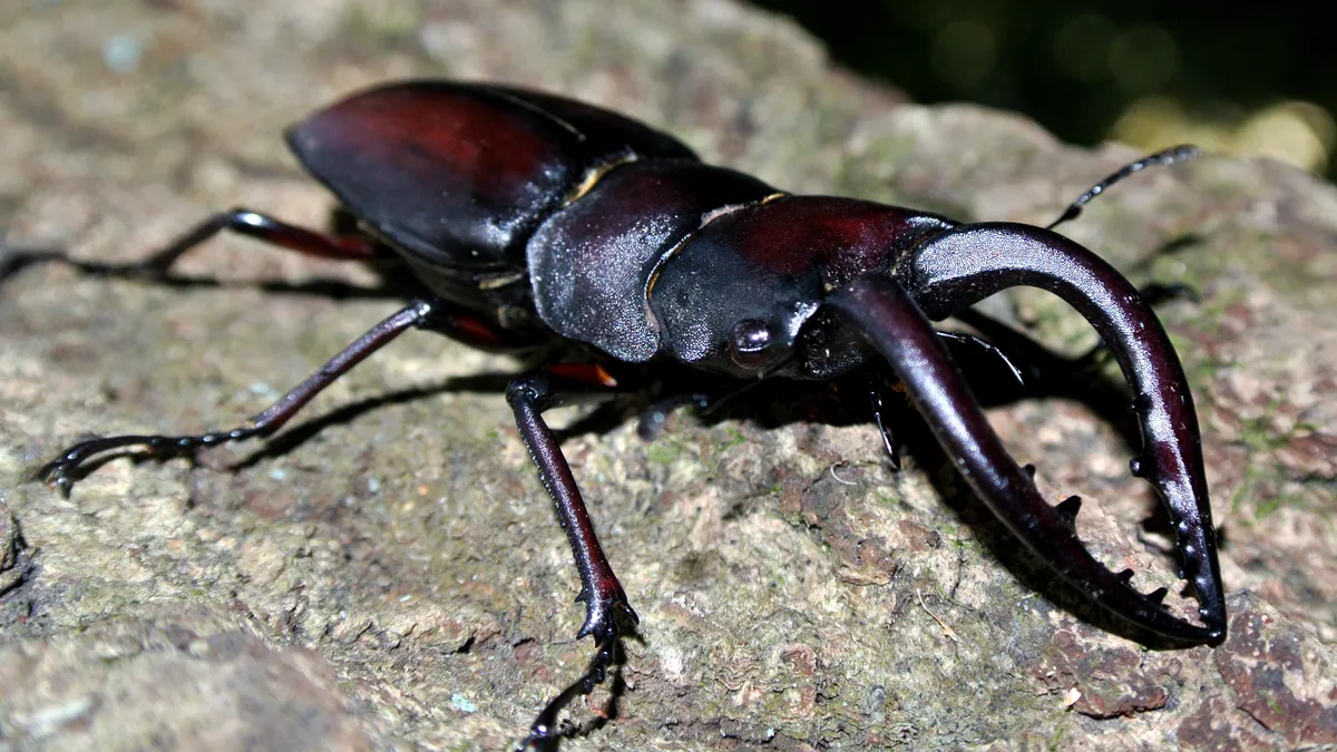 ノコギリクワガタ(Prosopocoilus inclinatus)