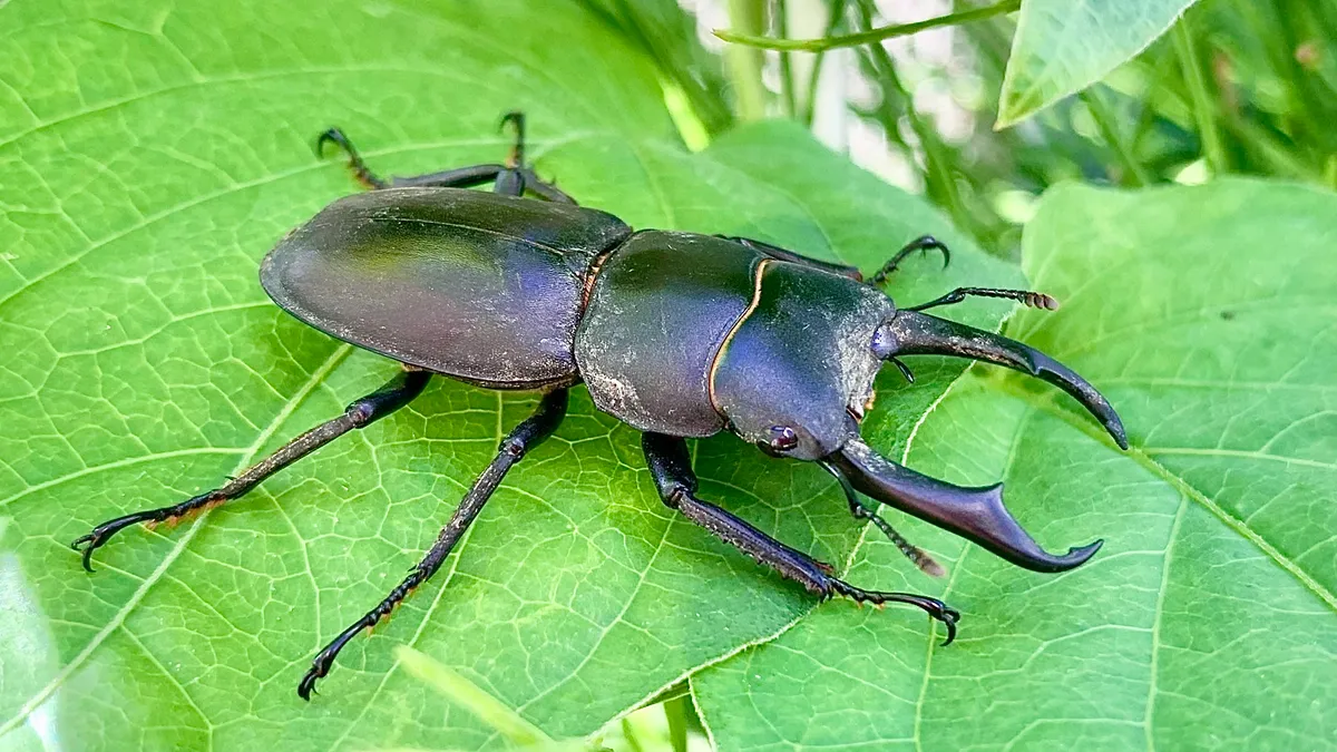 ヒラタクワガタ（Dorcus titanus）