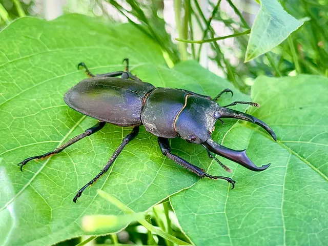 ヒラタクワガタ(Dorcus titanus)