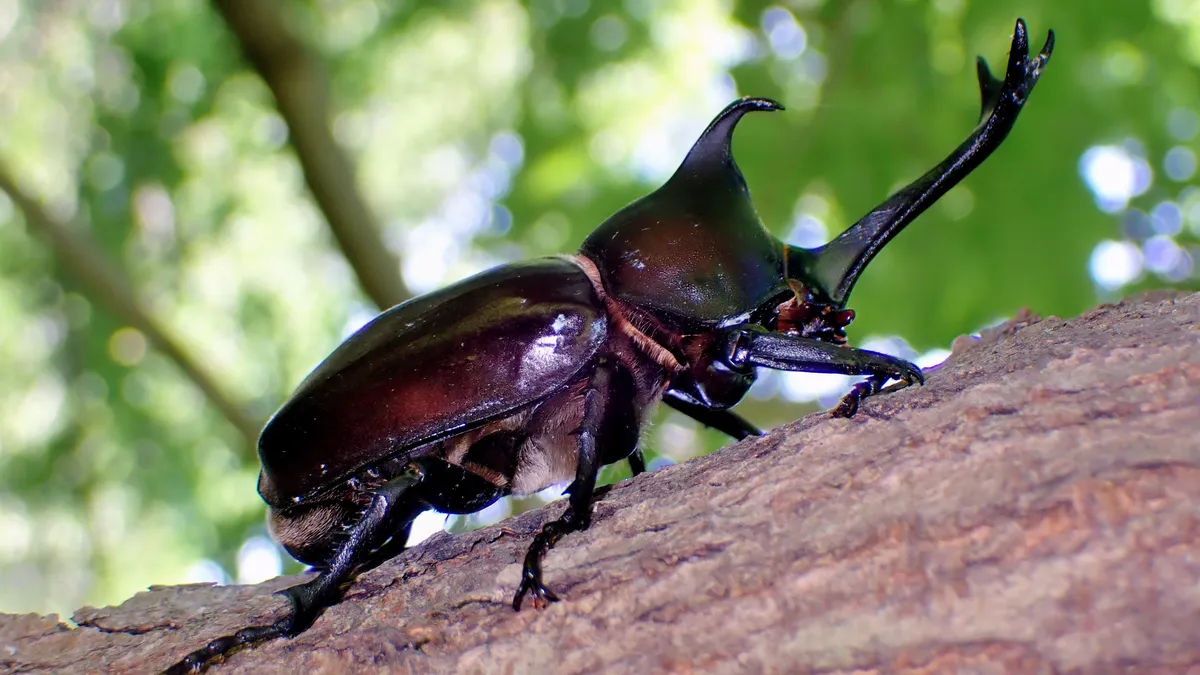 カブトムシ(Trypoxylus dichotomus)