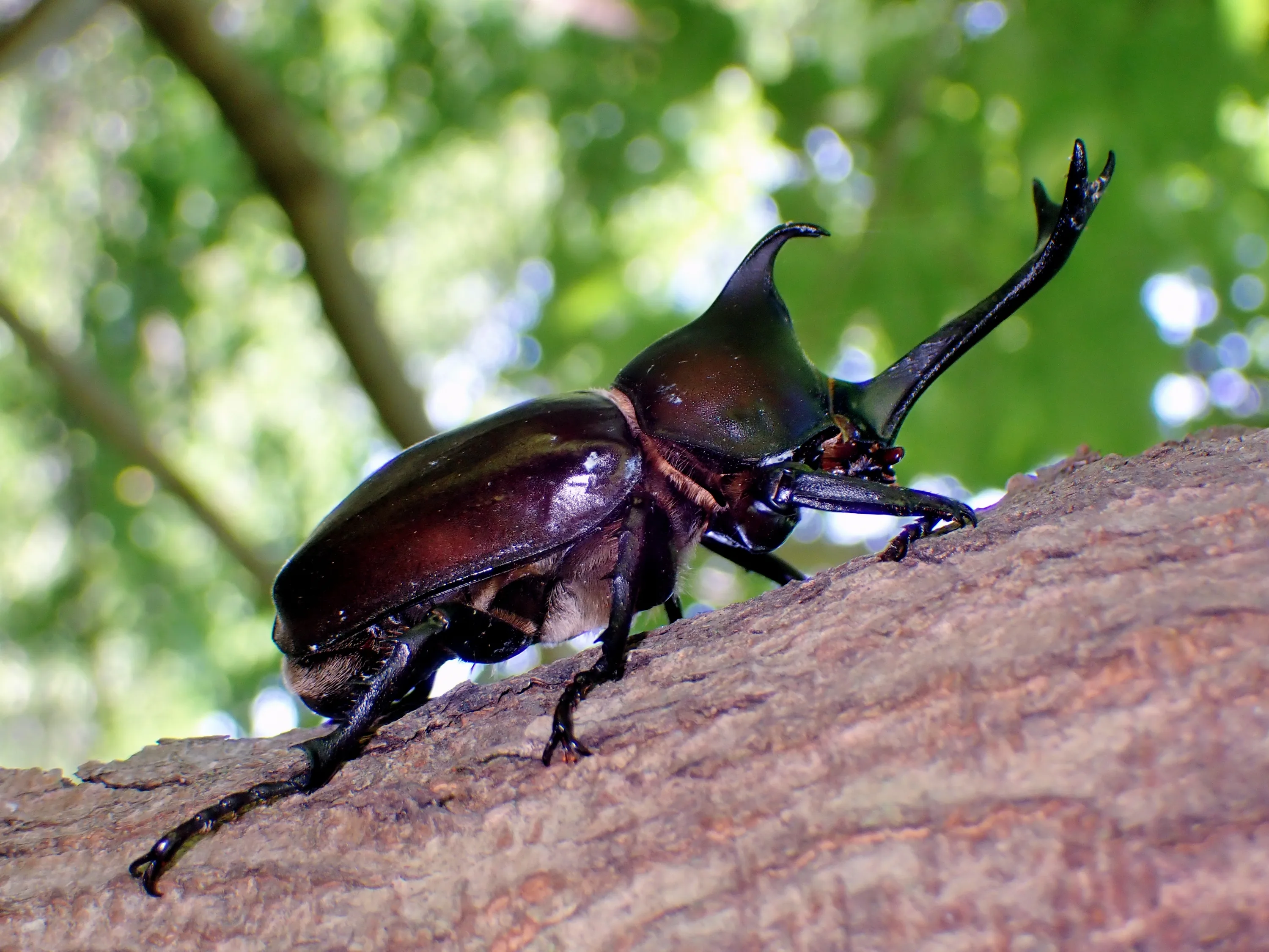 木の幹を登るカブトムシ