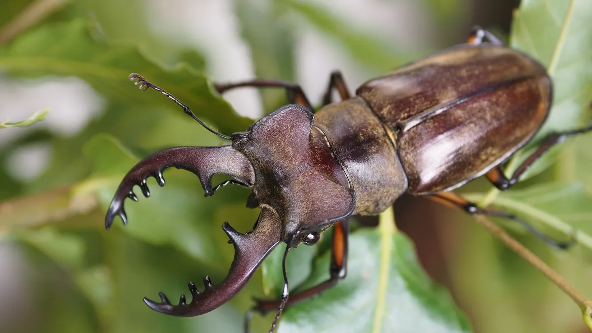 ミヤマクワガタ（Lucanus maculifemoratus）
