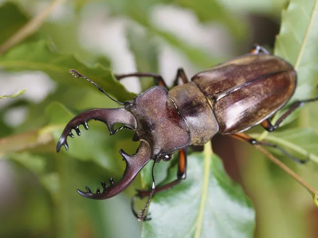 ミヤマクワガタ(Lucanus maculifemoratus)